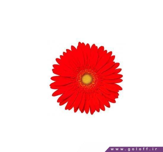 شاخه گل طبیعی - گل ژربرا لکسینگتون - Gerbera | گل آف